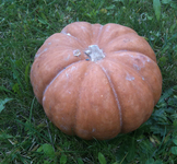 Courge Muscade de Olivier Amourdedieu