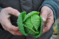 choux vert de la propriété de Yvon et Hervé Larboulette