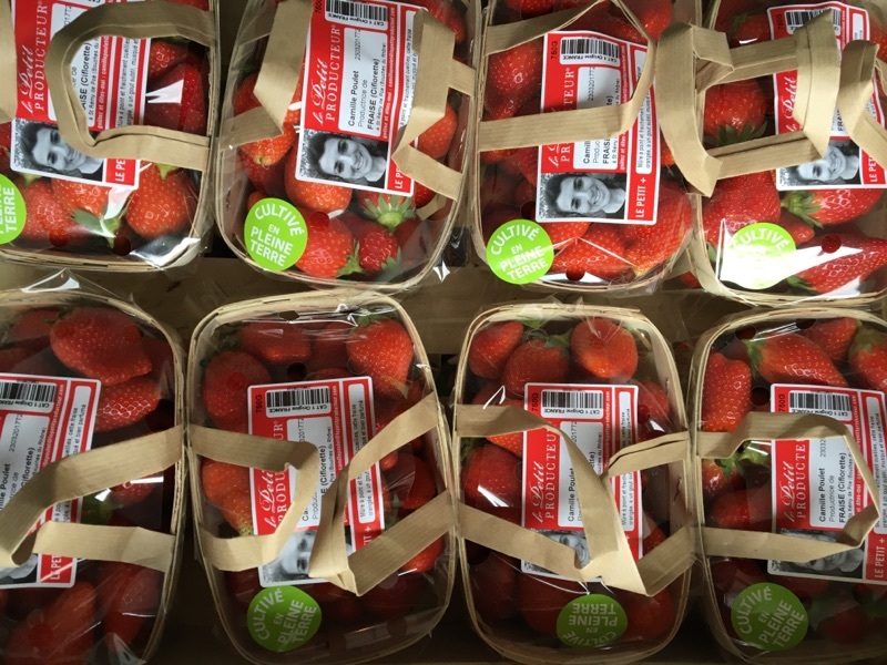 Le panier de fraises de pleine terre