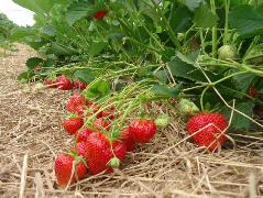 Pourquoi les fruits et légumes n'ont plus de goût ?